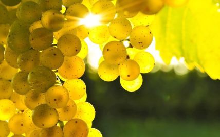 Польза и вред винограда для здоровья, какой вид ягоды полезнее