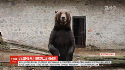 Из-за теплой погоды от зимней спячки проснулись медведи на Житомирщине
