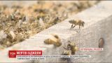 За сутки все пчелы пасечников на Житомирщине внезапно вымерли