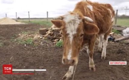 Житомирська пенсіонерка влаштувала табір тортур для своєї худоби