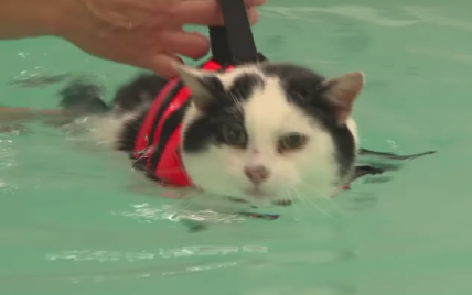 Наймиліше відео котика: як товстий улюбленець зганяє зайві кілограми у басейні