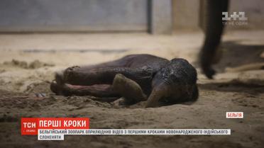 Працівники звіринця оприлюднили відео, на якому слоненя намагається зробити перші в житті кроки