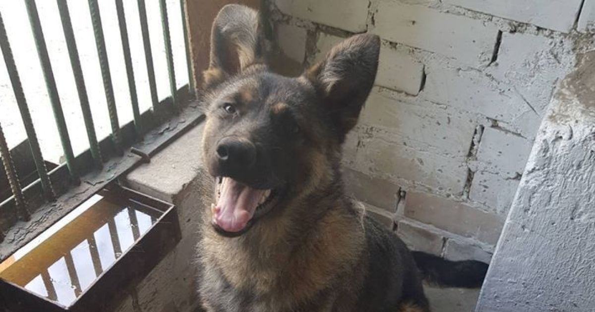 Херсонский водоканал официально взял на работу собаку