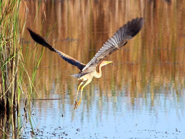 Руда чапля. Фото: Нижньодністровський національний природний парк