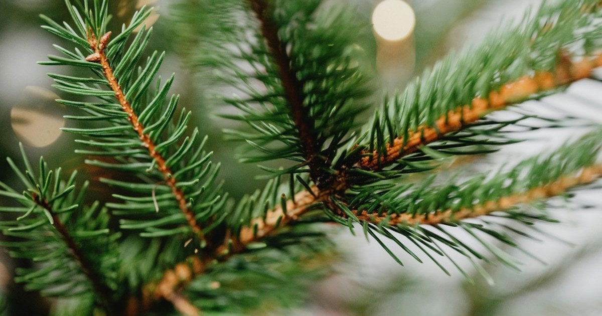 Що робити щоб ялинка не обсипалася