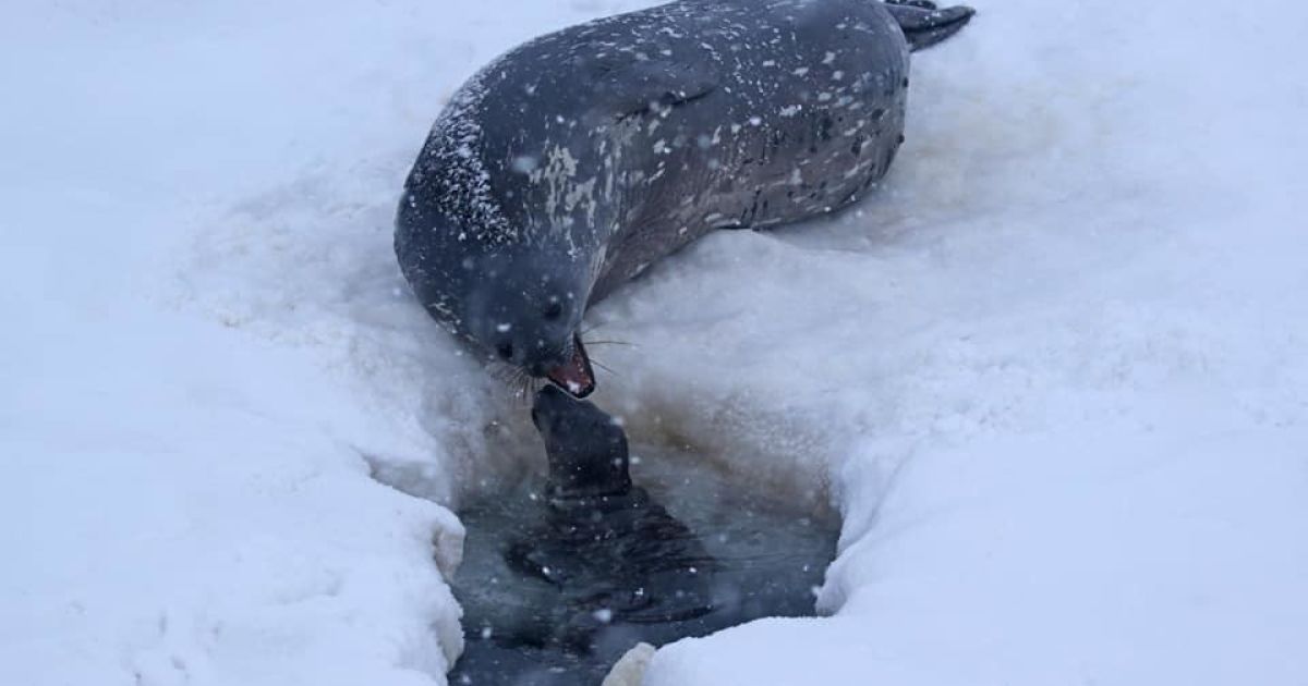 Фото: Оксана Савенко/facebook.com/AntarcticCenter