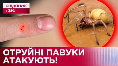 Нові небезпечні павуки! В Україні вже відомі випадки отруйних укусів! Як вберегтися?
