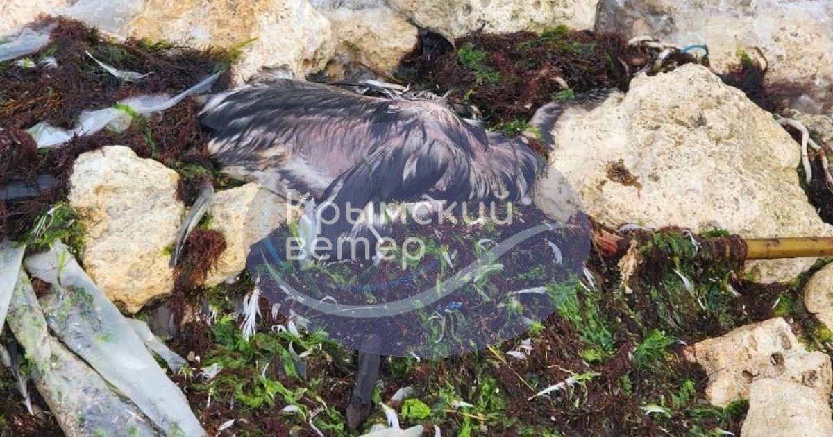 Мертві тварини у Севастополі