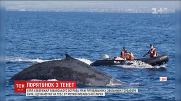 Американские спасатели освободили из сетей горбатого кита