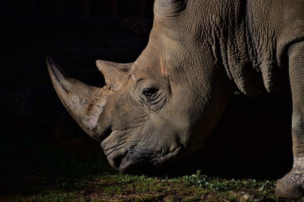 1 травня День порятунку носорога / © pexels.com