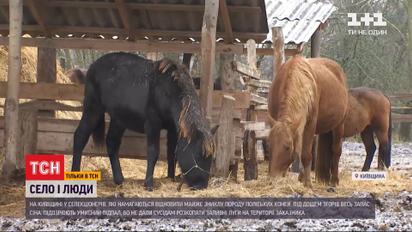У Київській області селекціонерам спалили зимовий запас сіна для табуна коней