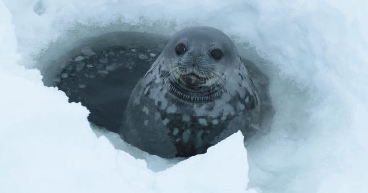 Фото: Оксана Савенко/facebook.com/AntarcticCenter