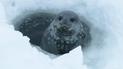 Фото: Оксана Савенко/facebook.com/AntarcticCenter