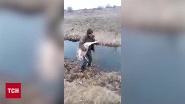 Порятунок лебедя: на Волині в національному парку "Цуманська пуща" врятували замерзлого птаха. 