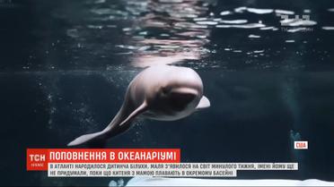В океанариуме Атланты показали новорожденного детеныша белухи