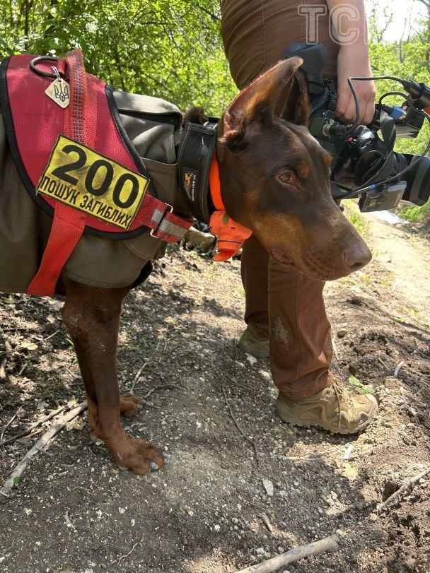 Пошукова собака - 4-річна Ханна. / © Фото Наталії Нагорної/ТСН