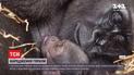 Працівники Бостонського зоопарку зафільмували народження рідкісної горили