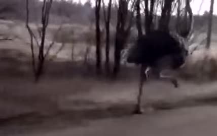 В России водитель снял "гонки" со страусом на трассе