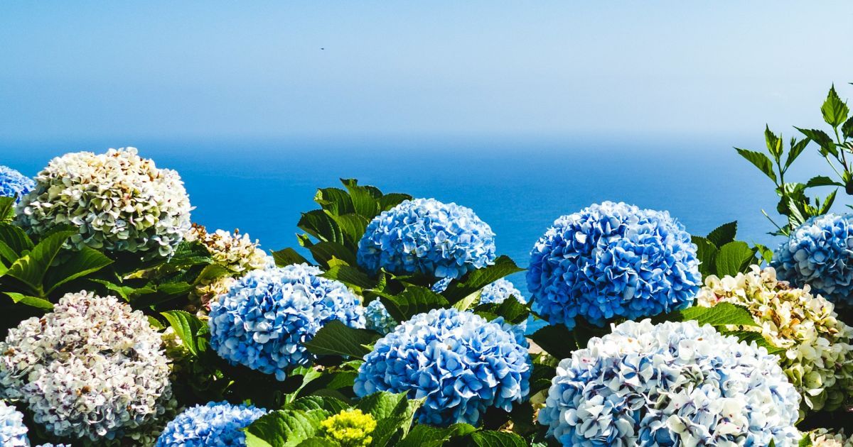 Как изменить цвет гортензии