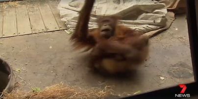 В австралійському зоопарку орангутан підкорив відвідувачів майстерним виконанням брейк-дансу