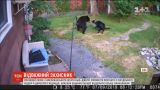 В США собака прогнала со двора дома взрослого медведя