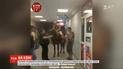 Пьяный мужчина на коне въехал в супермаркет на лошади, чтобы купить пива