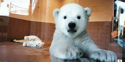 Відео перших днів полярного ведмедика і полісмени, які роздають морозиво у спеку. Тренди Мережі