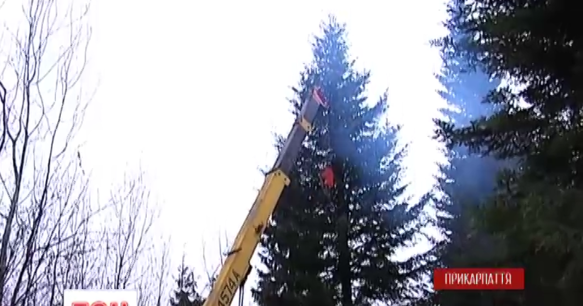 У Карпатах обрали головну ялинку України