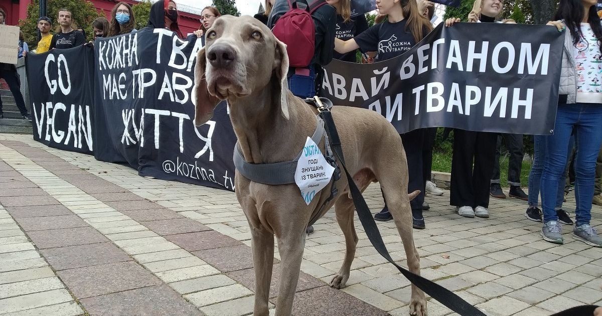 У великих містах та в Антарктиді українці вийшли на марші за права тварин