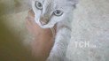 Стала известна судьба котенка, который 8 дней блуждал в метро в Киеве (фото)