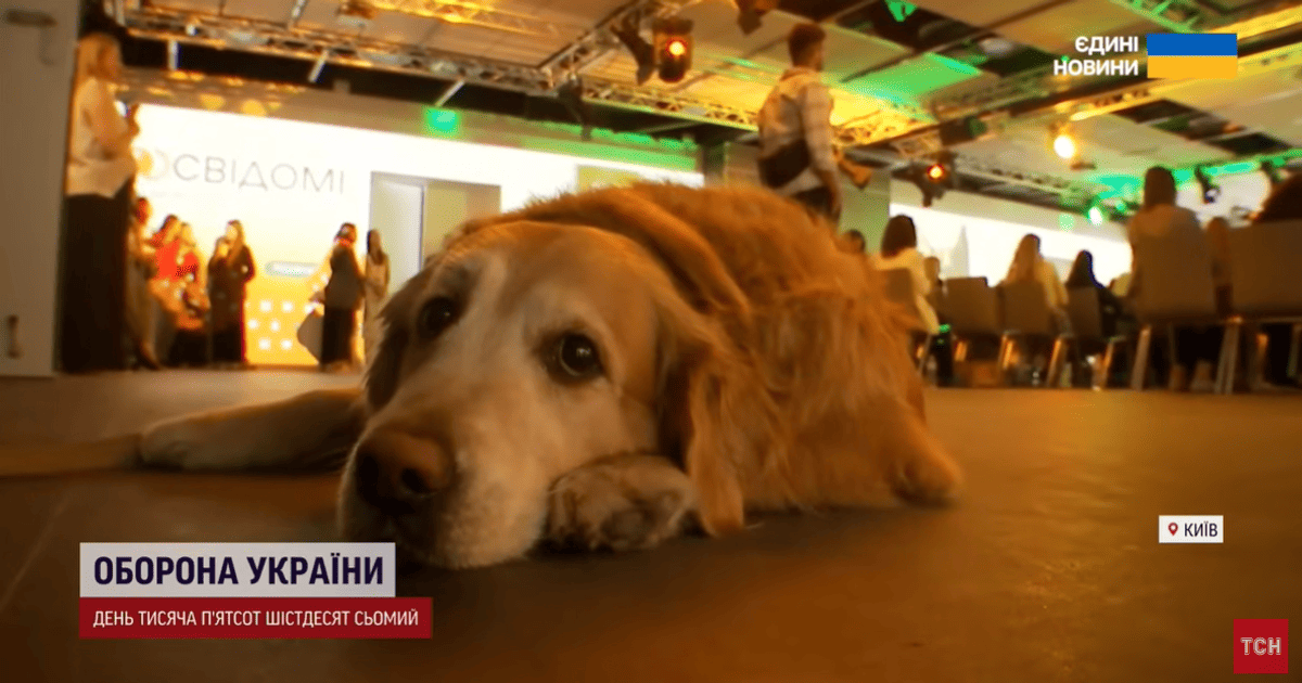 Собака на форуме зоозащитников
