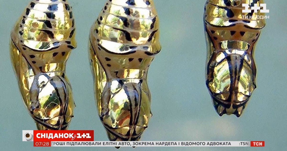 Зачем куколке бабочки титория гармония золотой кокон
