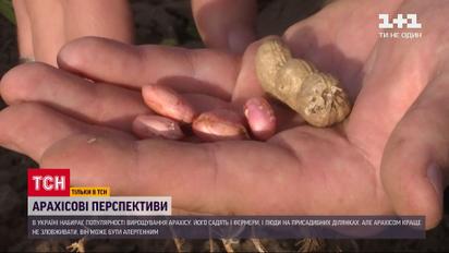 Нові перспективи: в Україні набирає популярності вирощування арахісу