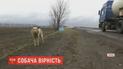 На Харківщині опікають місцевого "Хатіко", якого господарі покинули у мішку при дорозі