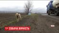 Хатико по-покровски. Пес, которого выбросили на дороге, уже год ждет хозяев