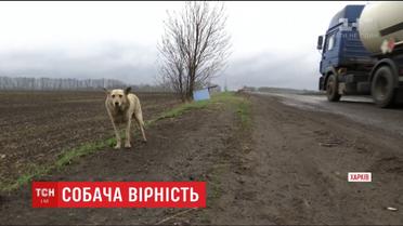 Хатіко по-покровськи. Пес, якого викинули на дорозі, вже рік чекає на господарів