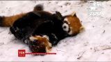 Сніг та холод з іграми зустріли годованці зоопарку у Цинциннаті у США
