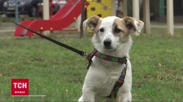 В память о сыне: родители погибшего военного нашли его собаку-побратима