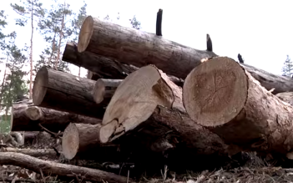 Активисты обвиняют заместителей главы СБУ в вырубке леса под Киевом
