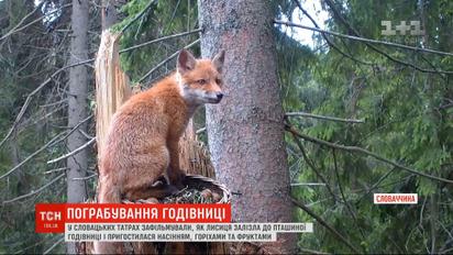 Руда злодійка: у словацьких Татрах лисиця залізла до пташиної годівниці