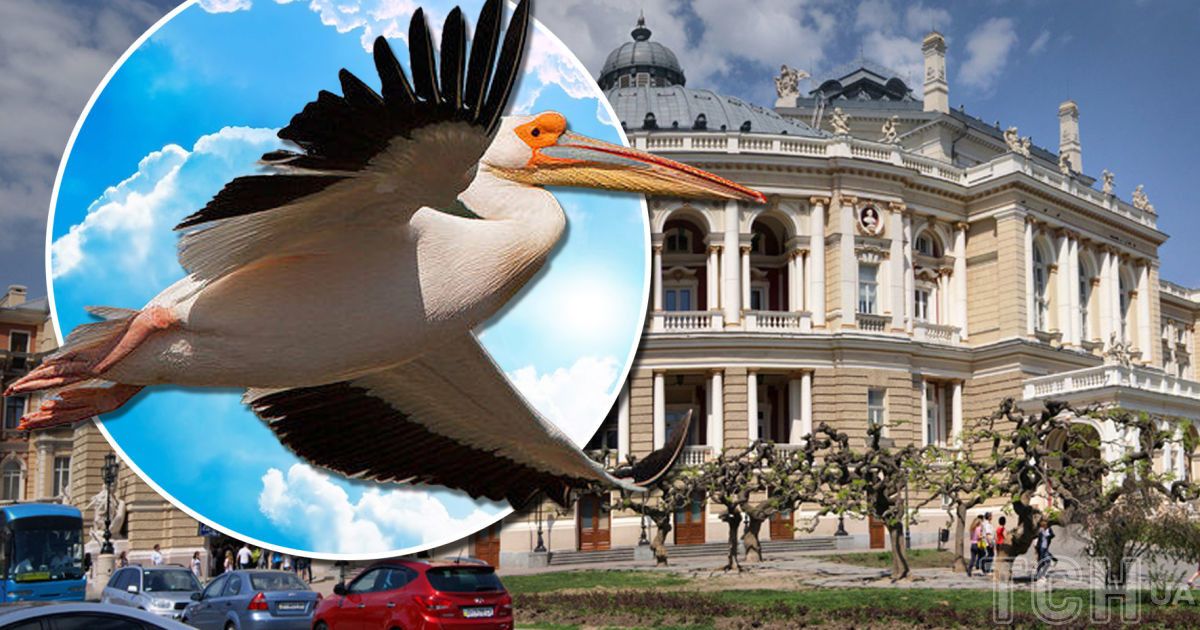 Над Одессой заметили большое скопление пеликанов. Коллаж ТСН.ua