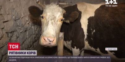 Супружеская пара в Винницкой области спасает коров от бойни