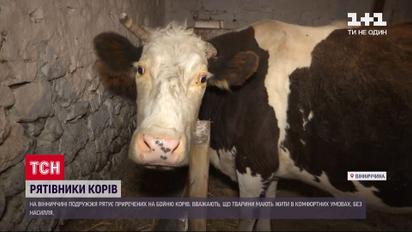 Подружня пара у Вінницькій області рятує корів від бойні