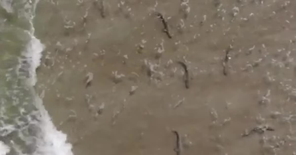 В США серфер зафільмував полювання десятків акул на дрібну рибу