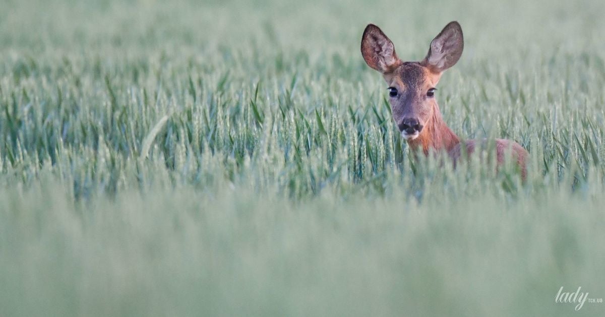 Гороскоп на 11 травня для всіх знаків зодіаку