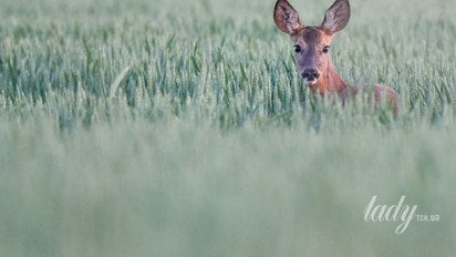 Весняний пейзаж