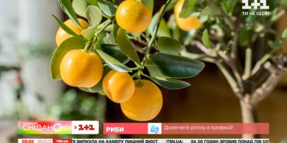 Как вырастить экзотические фрукты дома