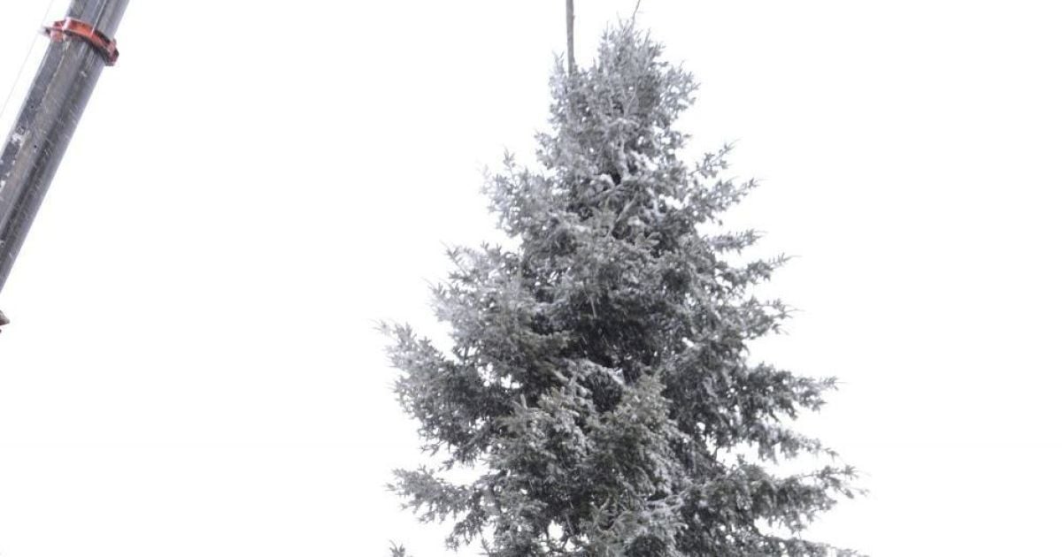 Привіз з Карпат 35 років тому: чоловік, який подарував Львову святкову ялинку, розповів історію дерева