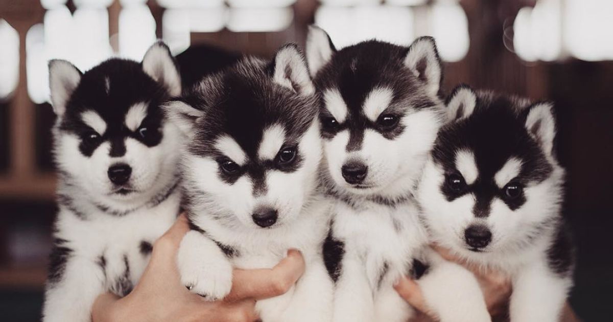 Девушка заинтересовалась этой породой три года назад / © Instagram.com/@erikaeasy