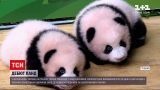 Новости мира: в китайском зоопарке показали двух панд-близнецов